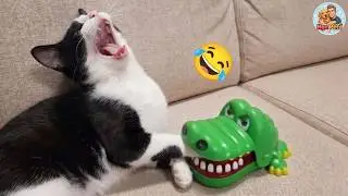 Try NOT To Laugh 😂 Funniest Cats and Dogs 😹 Funny Animals 2026
