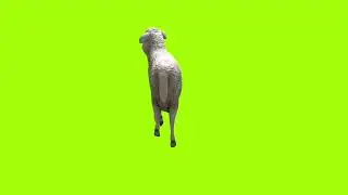 Left Walking sheep green screen।cartoon green screen। ostad animation। green screen।animation