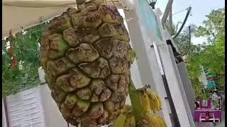 Screw Pine , The  Maldivian Fruit..