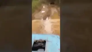Жёсткий бой двух медведей