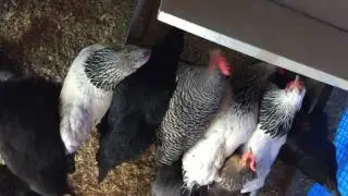 Specks the Chicken Pulls on Her Friends Feathers