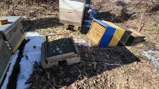 A fallen colony