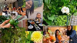 ដើមអំពិលអាយុ 20 ឆ្នាំជាង មកលេងមីងនៅអាល្លឺម៉ង់ឃើញដំណាំគាត់ល្អៗណាស់