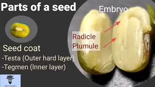 Parts of a seed: 7th Std