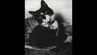 The Story of Able Seacat Simon