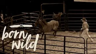 Training A Wild Horse In An Hour | Born Wild 5pm (LIVE)