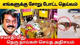 கேப்டன் விஜயகாந்த் உறங்கும் இடத்தில் நாய்கள் செய்த அதிசயம்! Street dogs on Captain Vijayakanth place