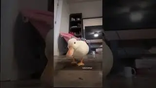 That one duck edit. #phonk #music #meme #duck