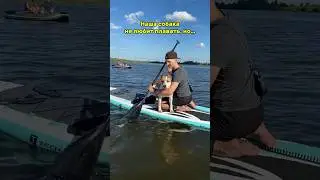 Собака не любит плавать, но #shortvideo #собака #staff #стаффорд #стаффордширскийтерьер #puppy