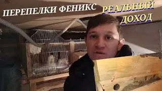 73 ПЕРЕПЕЛКИ ФЕНИКС/ КОРМЯТ  И ПОЯТ/ РЕАЛЬНЫЙ ДОХОД/Моя жизнь в дереве.