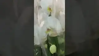 Орхидеи