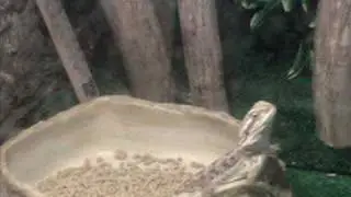 DIAPO DE MES POGONAS