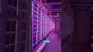 Vertical Farming inside of Dune Boutique Hotel at Tulum, Mexico 🇲🇽 🥬🏝️ #verticalfarming