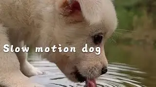 Watch a dog drinking water in slow motion #cutepet #dog