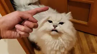 The cat who stayed home alone for half a day was sad.