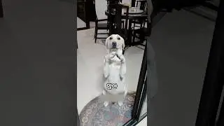 댕댕이의 정확한 배꼽시계 🐾⏰ #shorts #댕댕이 #강아지 #pets #cute #animals #dog