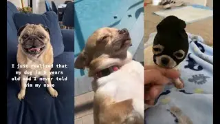 Doggos compilation!