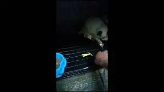 CARA MENGAWINKAN KUCING BETINA YANG GALAK ATAU BARU KAWIN #kucingkawin #persia#himalayan