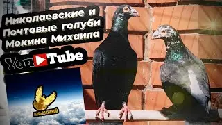 Николаевские и почтовые голуби Мокина Михаила Владимировича  тел. +7 (917) 135-70-48