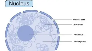 Cell Nucleus | Structure of Cell nucleus | Biology