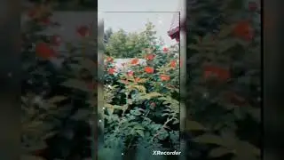 #врек
