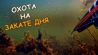 Подводная охота на закате - Гарпун Выпуск #45