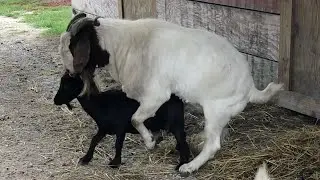 📹 Powerful sirohi bridder with Barbari goat, goat matting video, crossing video. →