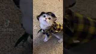 cute cat video | catfighting (cat lover) 