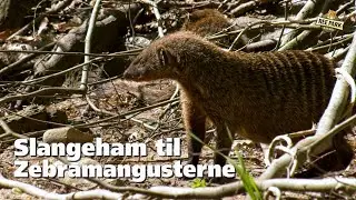 Aktivering med slangeham hos zebramangusterne