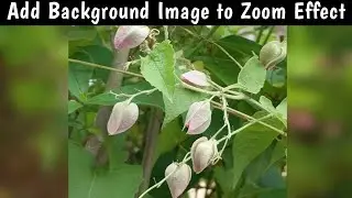 Change Zoom Black Bar Colors or Add Your Own Background: VideoPad Tutorial (English)