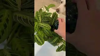 The best $10 you've ever spent to save your plants 🪴