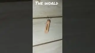 Creatonotos gangis