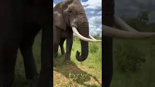 Elephant pulls prank on lady