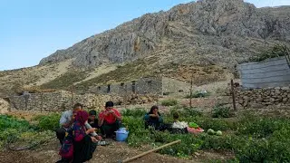 IRAN nomadic life | Harvesting fruits and planting hay for chickens by Nader and his family🍅🫑🌶🧅
