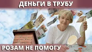 ПРОФ ПРЕПАРАТЫ ДЛЯ РОЗ. Как бесполезно улетают наши деньги. 28 августа 2024 г.