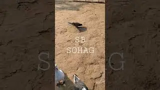 Pigeon lover