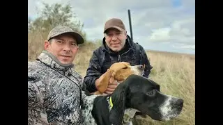 Охота с Английскими пойнтерами на фазана