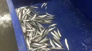 Машина для сортировки рыбы
