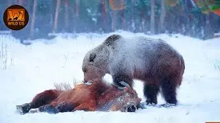 Craziest Grizzly Bear Attack Ever Caught On Camera | Wild Animals Documentary