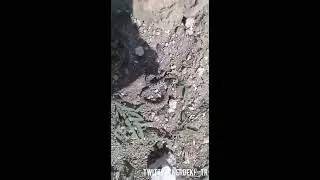 YAVRU YILAN TARLADA KAÇIYOR