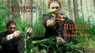 Купили весь Иван-чай! Срочный сбор. Трудоемкий процесс. Последнее видео про Копорский чай.
