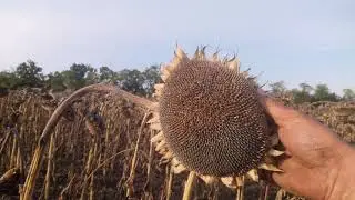 Уборка подсолнуха Сайберик 🤯