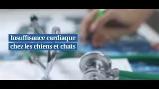 AGRIA - Insuffisance cardiaque chez les chiens et les chats