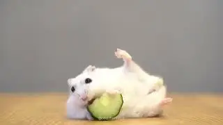 The hamster way to eat