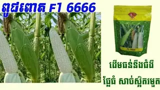 ពោតដំណើប ផ្លែធំ រស់ជាតិឆ្ងាញ់ ធន់ជម្ងឺ និងសត្វល្អិត