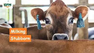 Milking the Stubborn Cow!!!