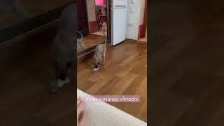 Клепа учит новую команду 😁