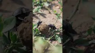 Кроссфит у южных жуков скарабеев 