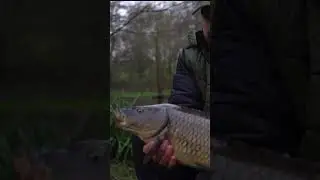 Carpy gate crasher... 🤨🎣