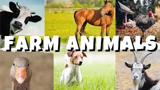 Farm Animals |Learn Farm Animal Names and Sounds + Baby Animals